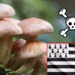 champignon mortel