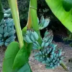Bananes bleues : un fruit exotique à découvrir en cuisine
