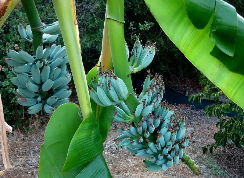 Bananes bleues : un fruit exotique à découvrir en cuisine