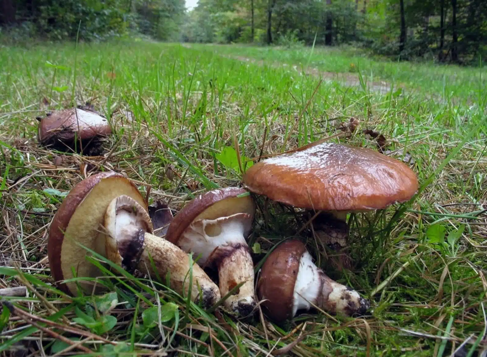 Bolet jaune un champignon à l'aspect et aux saveurs uniques