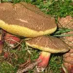 Bolet jaune un champignon à l'aspect et aux saveurs uniques