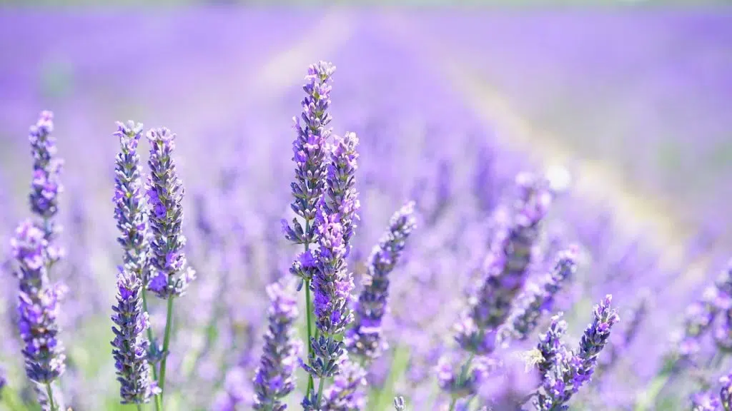 Comment planter une lavande en pot ?