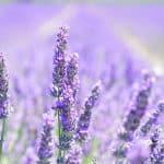 Comment planter une lavande en pot ?