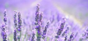 Comment planter une lavande en pot ?