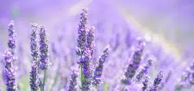 Comment planter une lavande en pot ?