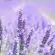 Comment planter une lavande en pot ?
