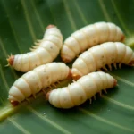 Vers de coco crus disposés sur une feuille de bananier tropicale, vue de dessus en macro